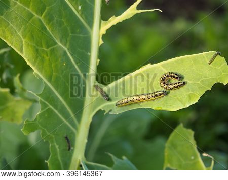caterpillars on cabbage leaves. pests. the eaten crop. caterpillar close-up.