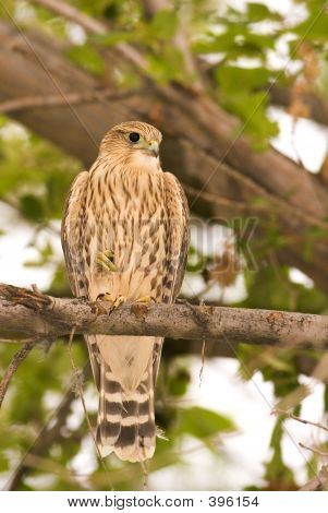 Merlin Falcon