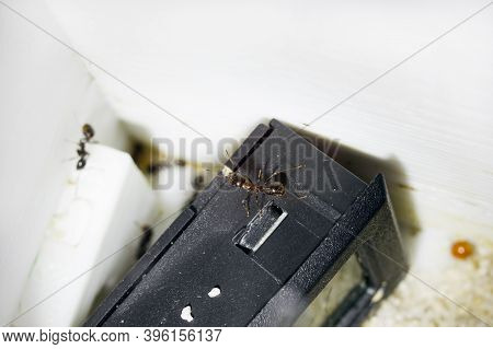 Ants Messor Structor In A Formicaria Closeup