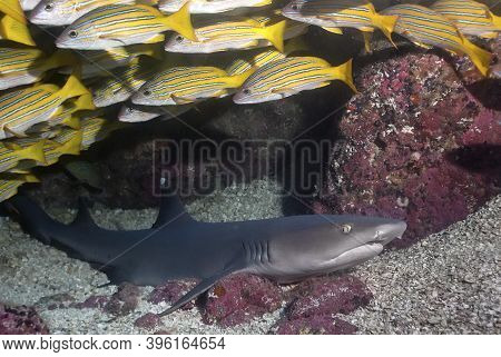 Reef White Tip (triaenodon Obesus) Resting In The Bottom, With A School Of Sweeplips On Top.