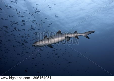 Whitetip Shark View From Below While Swimming In The Blue