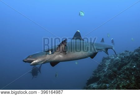 Female Reef White Tip (triaenodon Obesus) Swimming In The Blue. With A Wound In The Gills