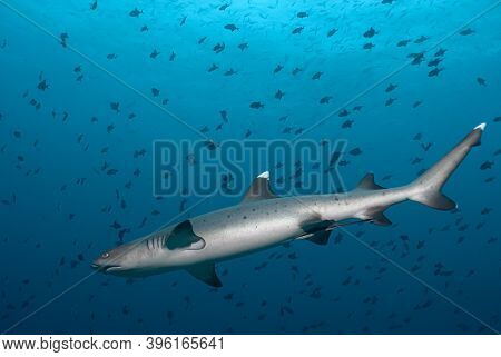 Whitetip Reef Shark (triaenodon Obesus In The Blur, Surrounded By A Big School Of Small Fishes.