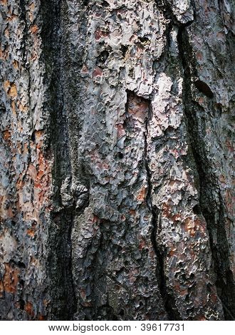 Wood Background
