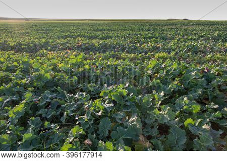 Landscape With Visible Arable Fields In The Fall With Catch Crops As A Background
