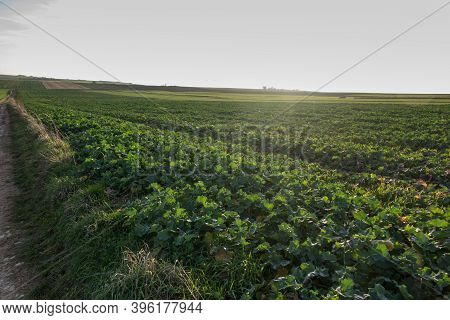 Landscape With Visible Arable Fields In The Fall With Catch Crops As A Background
