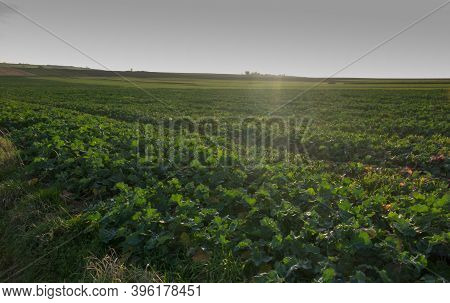 Landscape With Visible Arable Fields In The Fall With Catch Crops As A Background