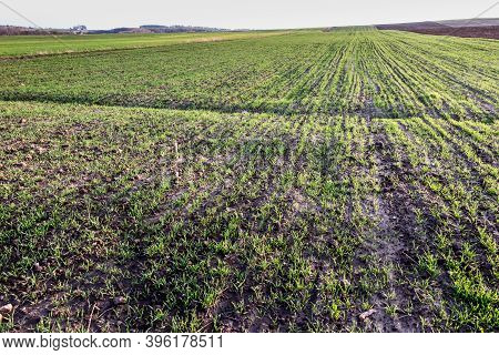 Landscape With Visible Arable Fields In The Fall With Catch Crops As A Background