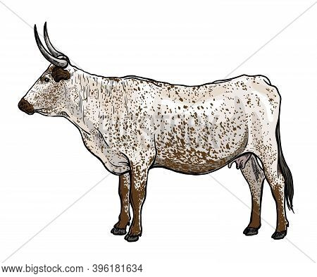Breeding Cattle. Silhouette Of A Grazing Cow. Vector Illustration Isolated On White Background