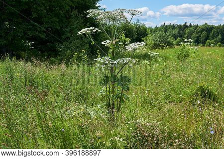 Poisonous Invasive Weed Sosnovsky Hogweed Grows In The Meadow