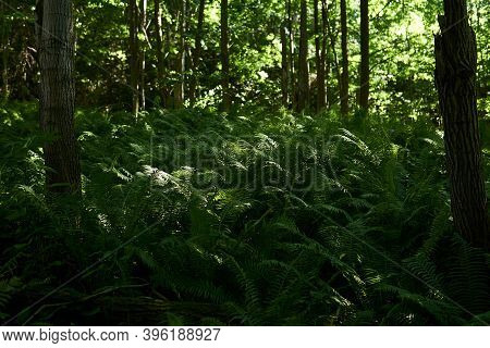 Dense Thickets Of Forest Ferns In The Shade Between Tree Trunks
