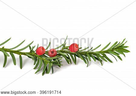 Taxus Baccata ( European Yew ) Isoolated On White