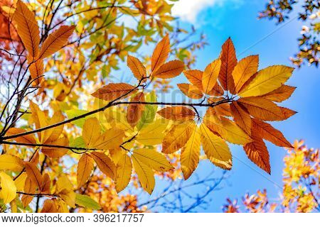Autumn scene. Fall. Trees and leaves in sun ligh