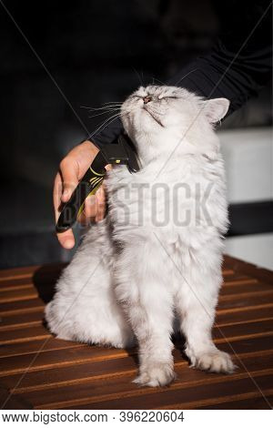 Man Grooming His Domestic Cat With Furminator Or Grooming Tool. Stroking Fur And Taking Care Of Cat.