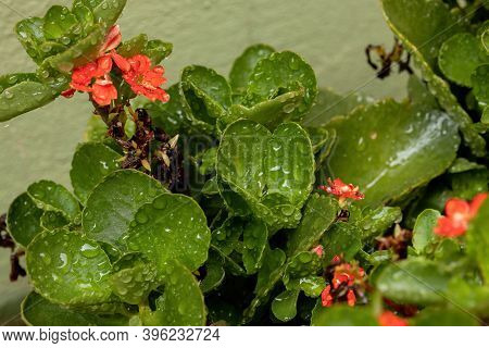 Flaming Katy Red Flower With Raindrops