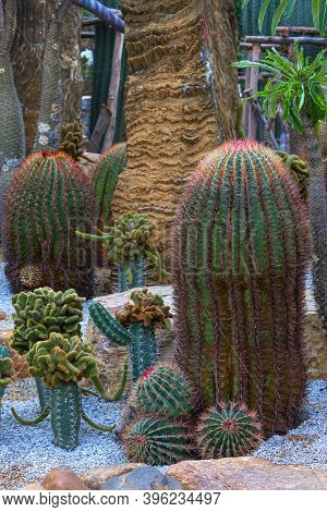 Coral Red Needles Of A Cactus. Desert Barrel Cactus Close-up. New White Needles On A Cactus. Trend C