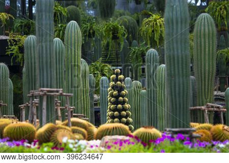 Coral Red Needles Of A Cactus. Desert Barrel Cactus Close-up. New White Needles On A Cactus. Trend C