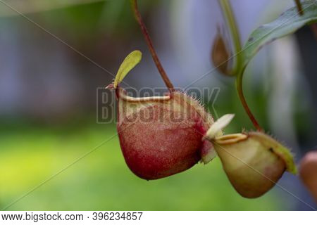 Nepenthes Rafflesiana Exotic Carnivorous Plant,nepenthes Hookeriana Meat Eating Plant Fly