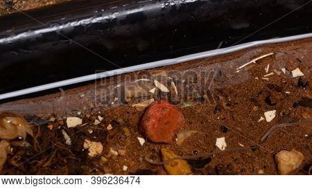Brazilian Adult Earthworms