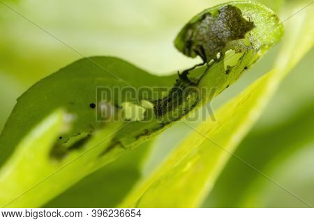 Caterpillar Of A Cutworm Moth On A Sweet Basil