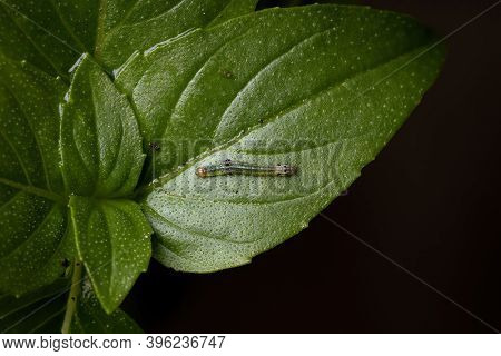 Caterpillar Of A Cutworm Moth On A Sweet Basil