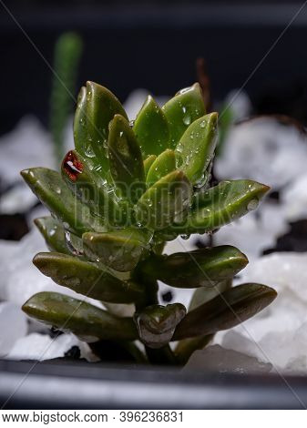 Succulent Beautiful Plant Grown In Macro View