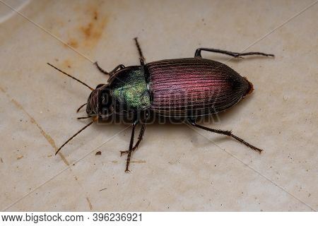 Adult Ground Beetle Of The Genus Neoaulacoryssus