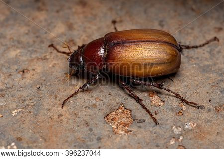 Adult June Beetle