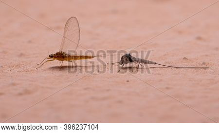 Female Small Mayfly Of The Genus Genus Baetis Leaving Exoskeleton