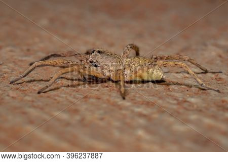 Adult Wolf Spider