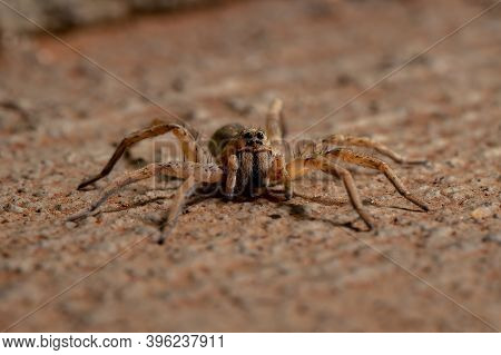 Adult Wolf Spider