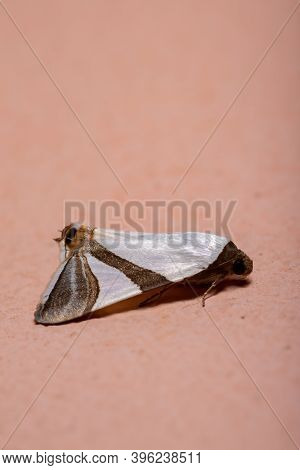 Adult Underwing Moth