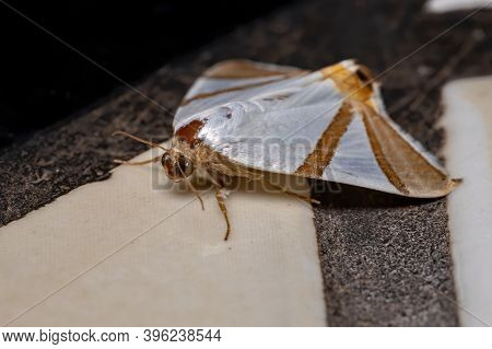 Underwing Moth Of The Species Eulepidotis Rectimargo