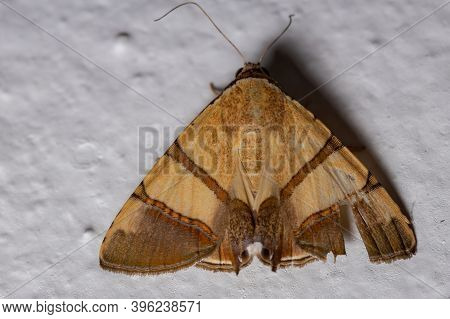 Brazilian Underwing Moth