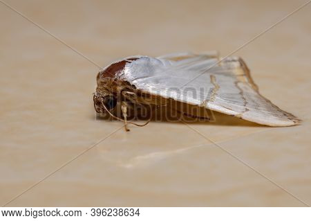 Brazilian Underwing Moth