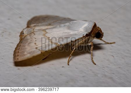 Adult Underwing Moth Of The Genus Eulepidotis