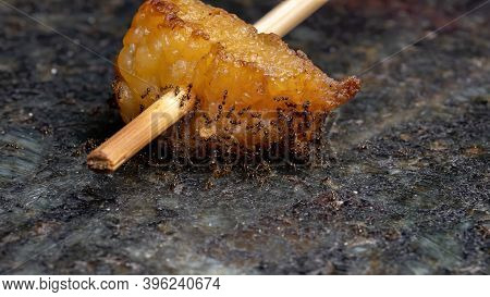 Small Big-headed Ants Of The Genus Pheidole In Animal Fat