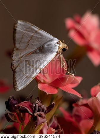 Underwing Moth In A Flowering Plant