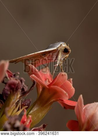 Underwing Moth In A Flowering Plant