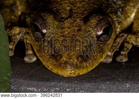 Fuscous-blotched Snouted Tree Frog