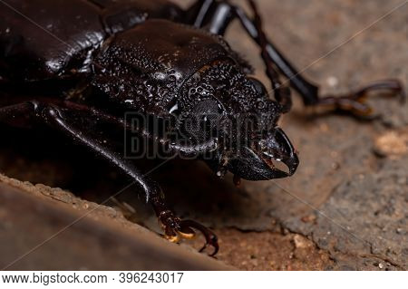 Brazilian Prionid Beetle