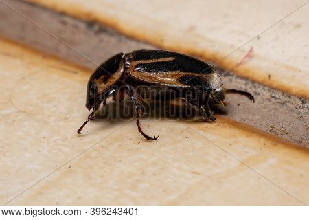 Adult Masked Chafer