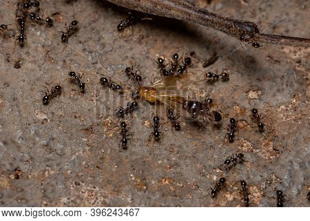 African Big-headed Ant Of The Species Pheidole Megacephala