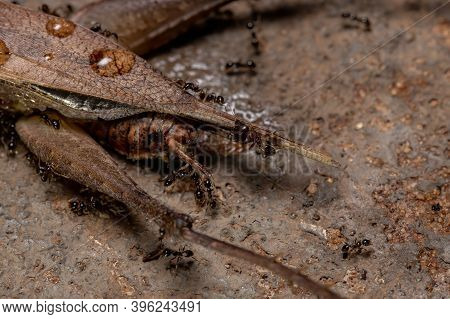 African Big-headed Ant Of The Species Pheidole Megacephala Preying On A True Cricket Of The Species 