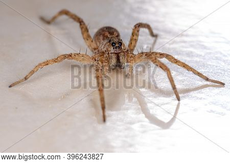 Wolf Spider Of The Family Lycosidae