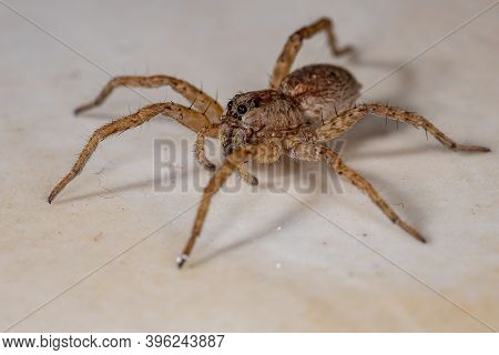 Wolf Spider Of The Family Lycosidae
