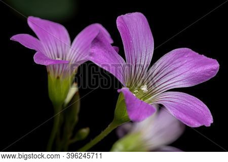 Largeflower Pink Sorrel