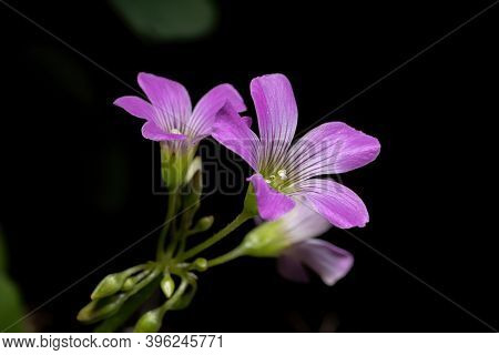 Largeflower Pink Sorrel