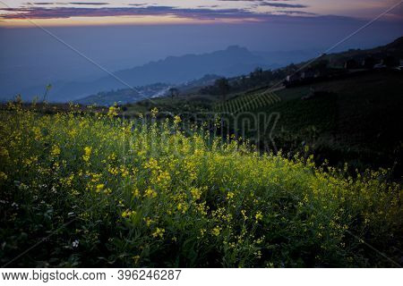 Beautiful Yellow Flower Against Blue Mountain Range In Tubberk Thailand