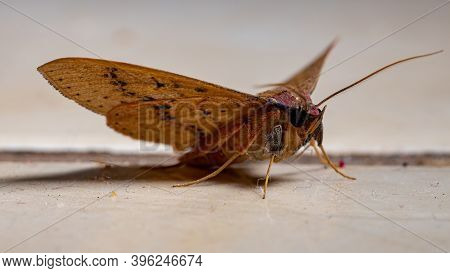 Brazilian Yellow Moth